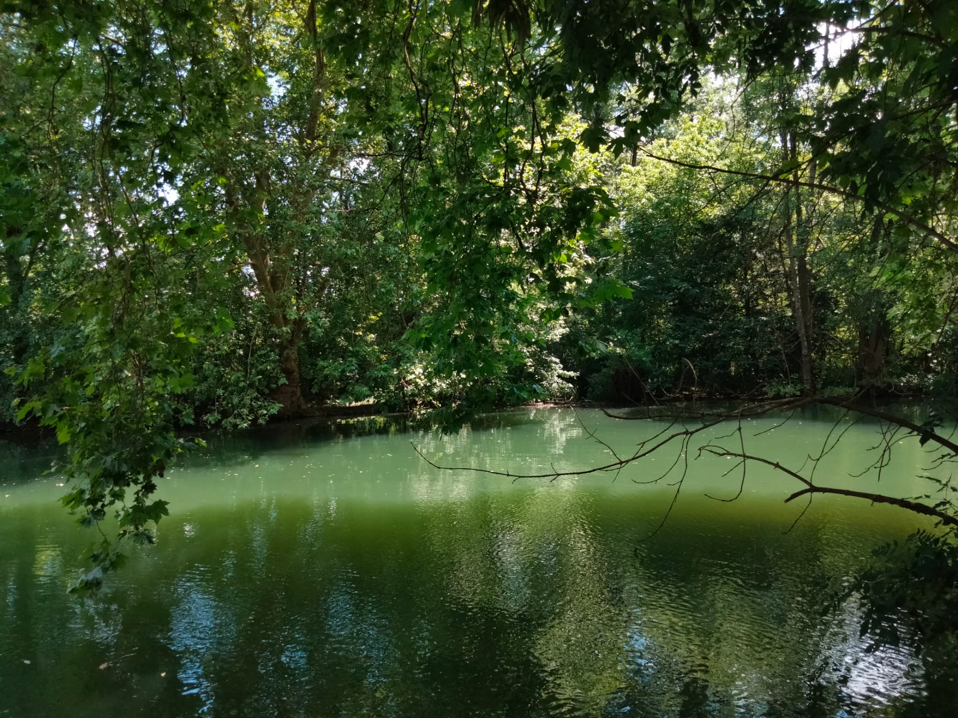 Rivière ombragée et végétation luxuriante