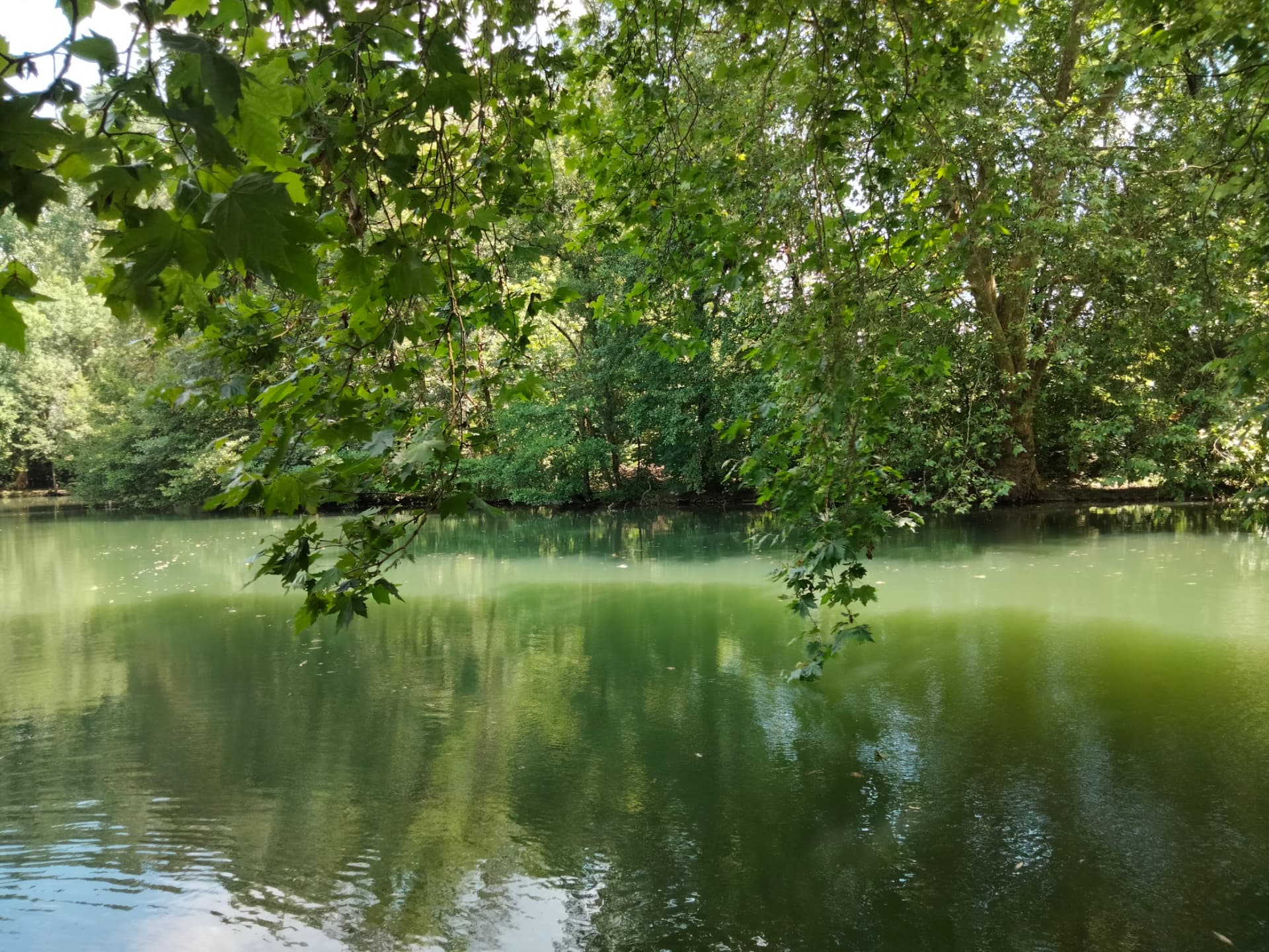 Reflets verts sur l'eau calme du Marais poitevin